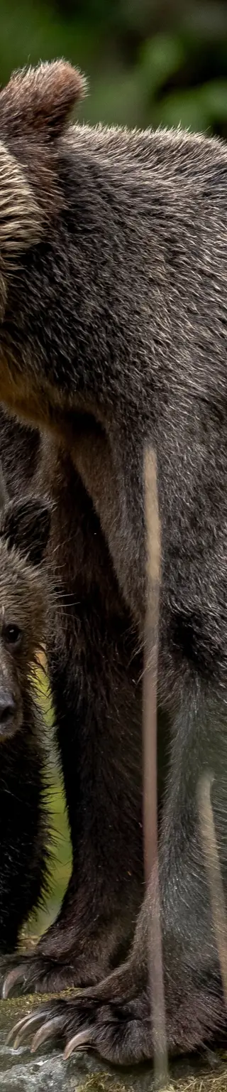 Übernachte in der Wildnis mit tierischen Nachbarn